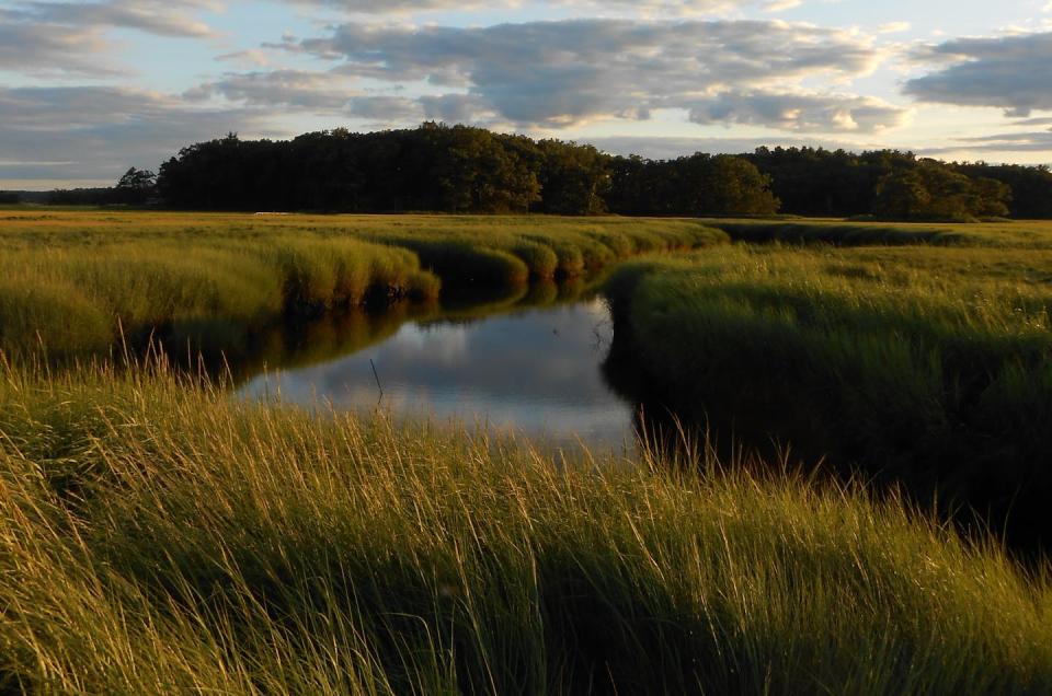 How a thumb-sized climate migrant with a giant crab claw is disrupting the Northeast’s Great Marsh ecosystem