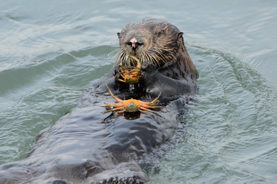 Out-of-control invasive species has met its match: Cute and hungry otters