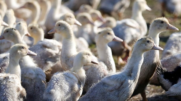 Breaking down the escalating U.S. bird flu situation