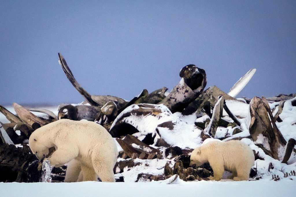 AP photos show scenes of nature and wildlife in 2024