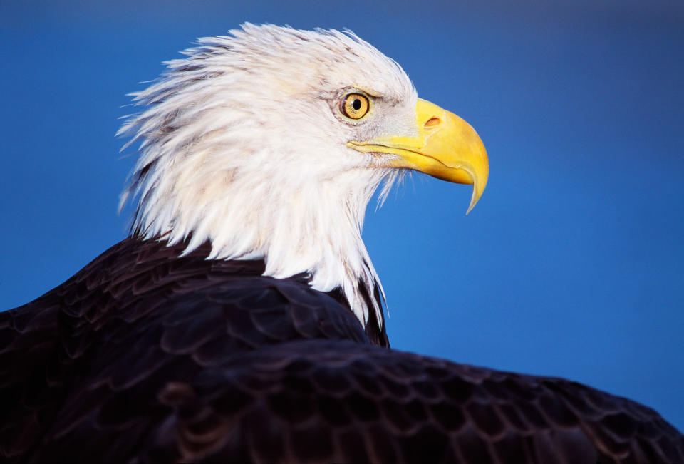 The bald eagle is officially America's national bird after Biden's signature