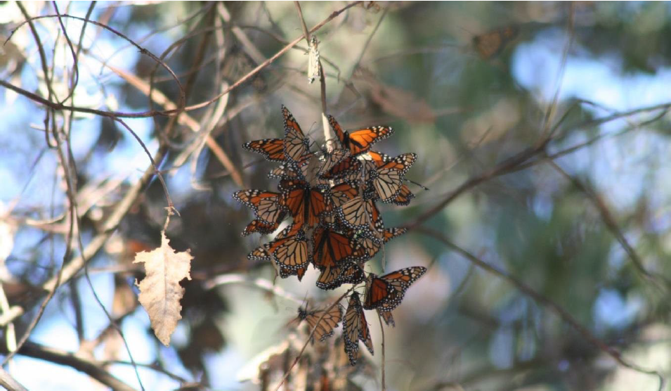 New Educational Panels in SLO Shine a Light on Endangered Monarchs