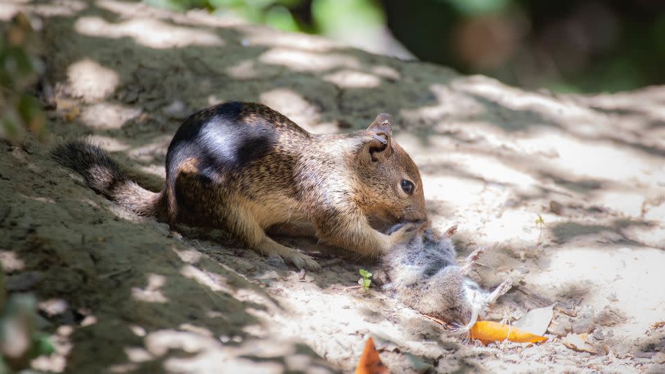 California squirrels are eating another rodent for the first time, new study finds