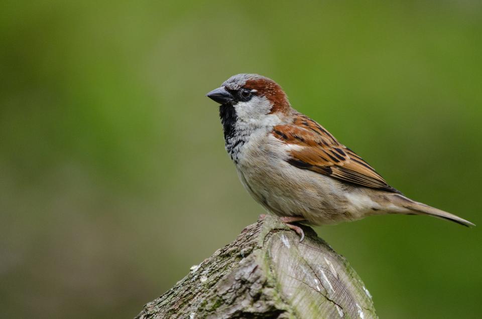 What bird is this? These five species are the most likely to be at your feeder