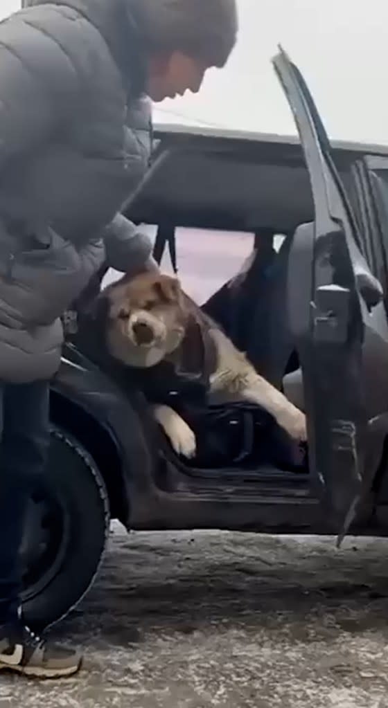 Dog weighing a whopping 144 pounds can barely get out of car after arriving at fat camp