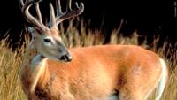 More than 82,000 deer harvested during Illinois firearm deer season | News