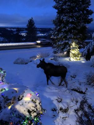 South Hill residents welcome return of beloved moose | News