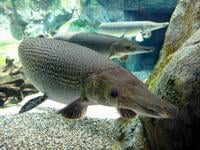 Gar Week: Celebrating the region's ancient fish | News