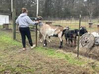 Farm Sanctuary asks for Christmas tree donations to feed goats, lower expenses | News