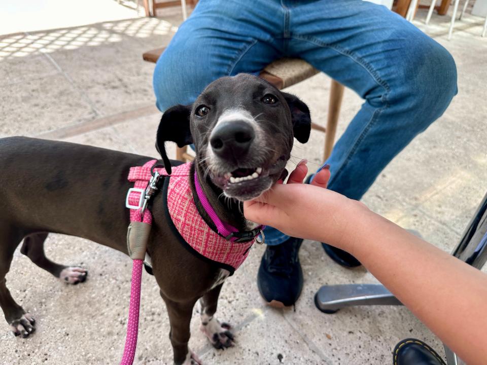 The best thing I did with my family on a trip to Turks and Caicos was free — and it involved puppies