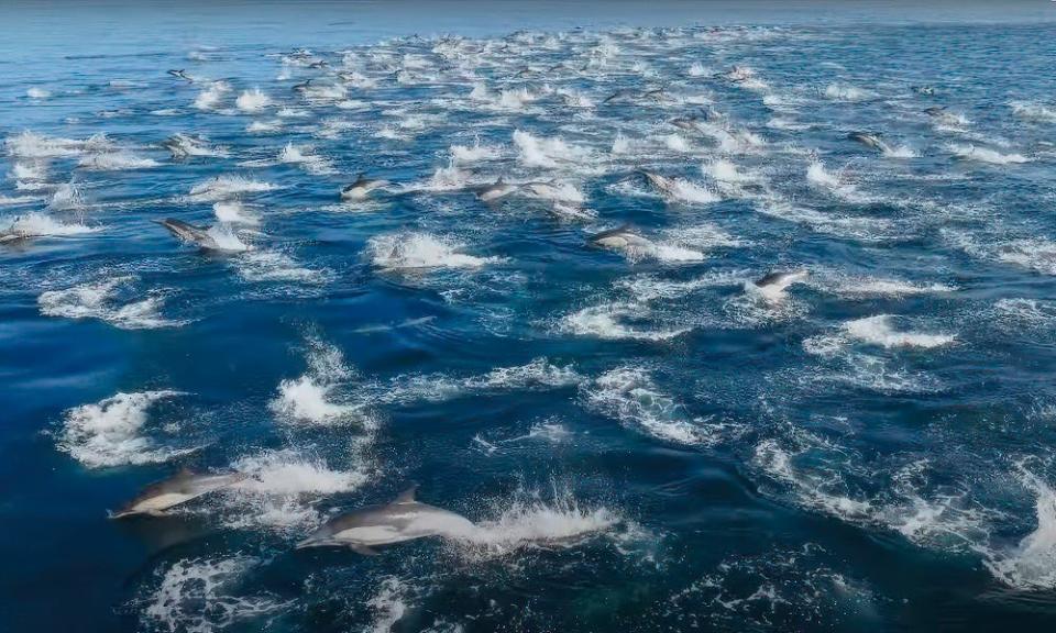 Exotic orcas ambush dolphins off San Diego in striking new footage