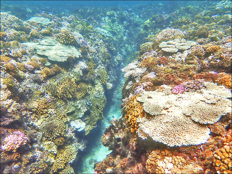 Agencies censured for coral negligence