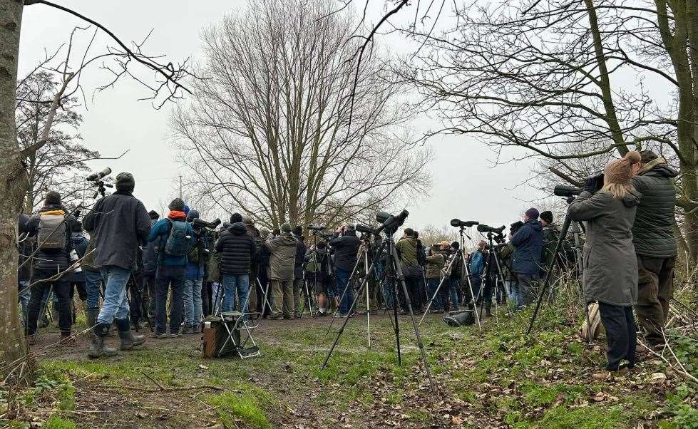 American yellow warbler bird spotted in Larkfield, near Maidstone, as huge crowds flock to catch a glimpse