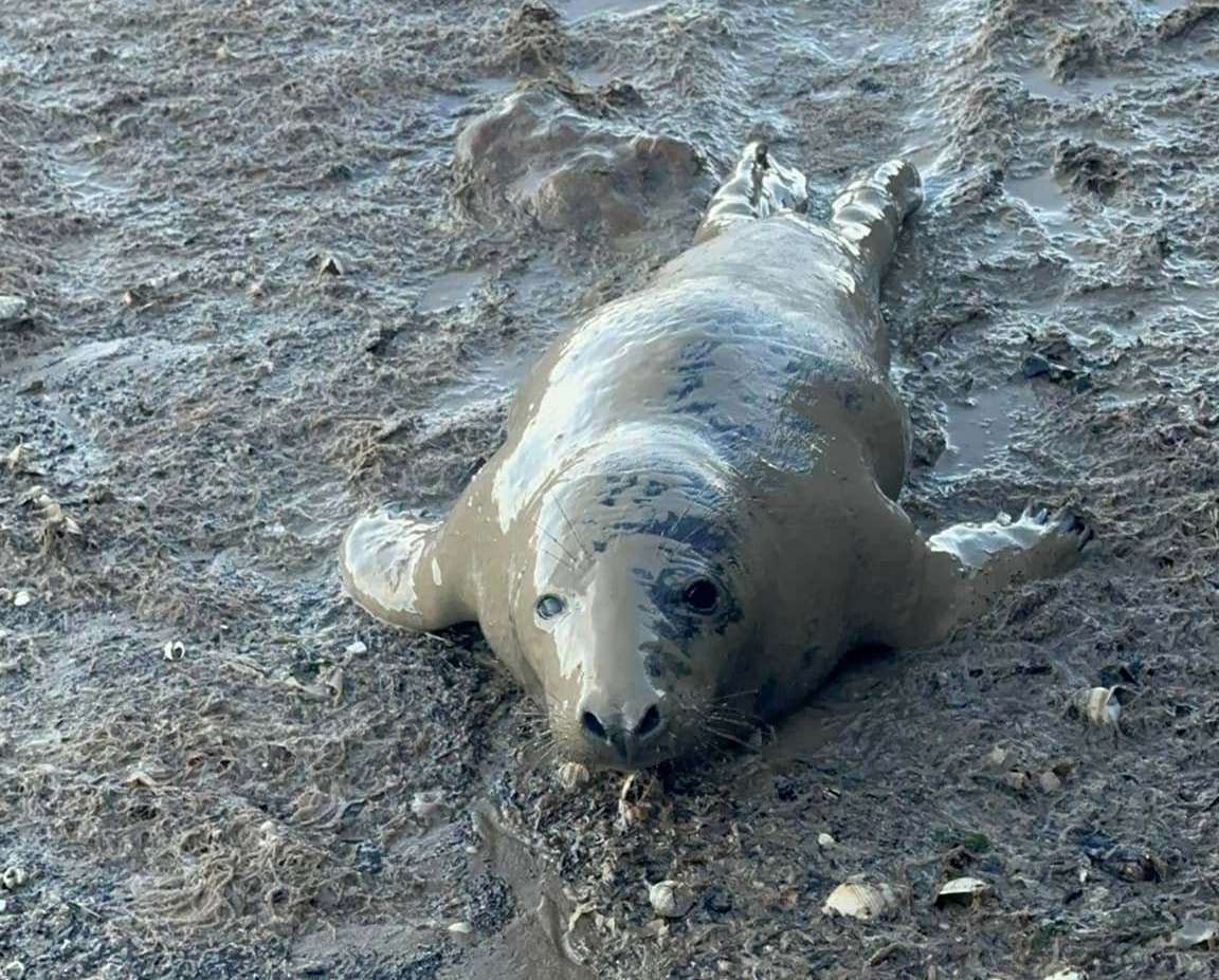 Owners urged to keep dogs on leads after baby seal spotted at Leysdown Beach, Sheppey