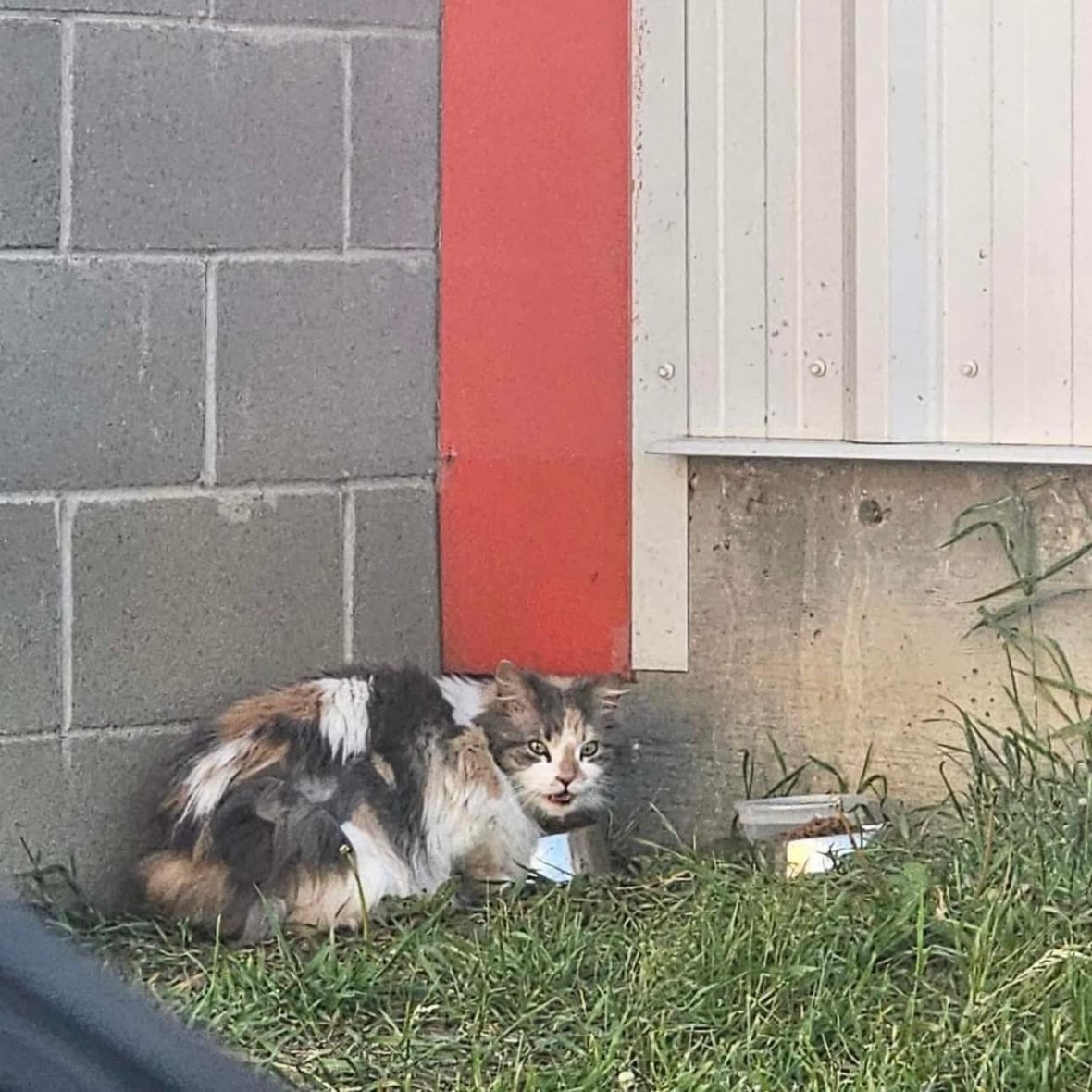 'Car wash cat' reunited with Alberta family after seven years away