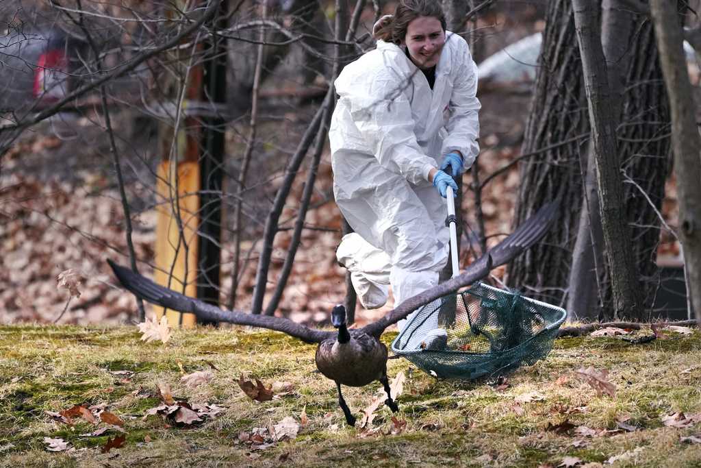 Wildlife rescuers were rushing to tend to dozens of geese and ducks that were soaked in oil after an apparent spill in a Boston river