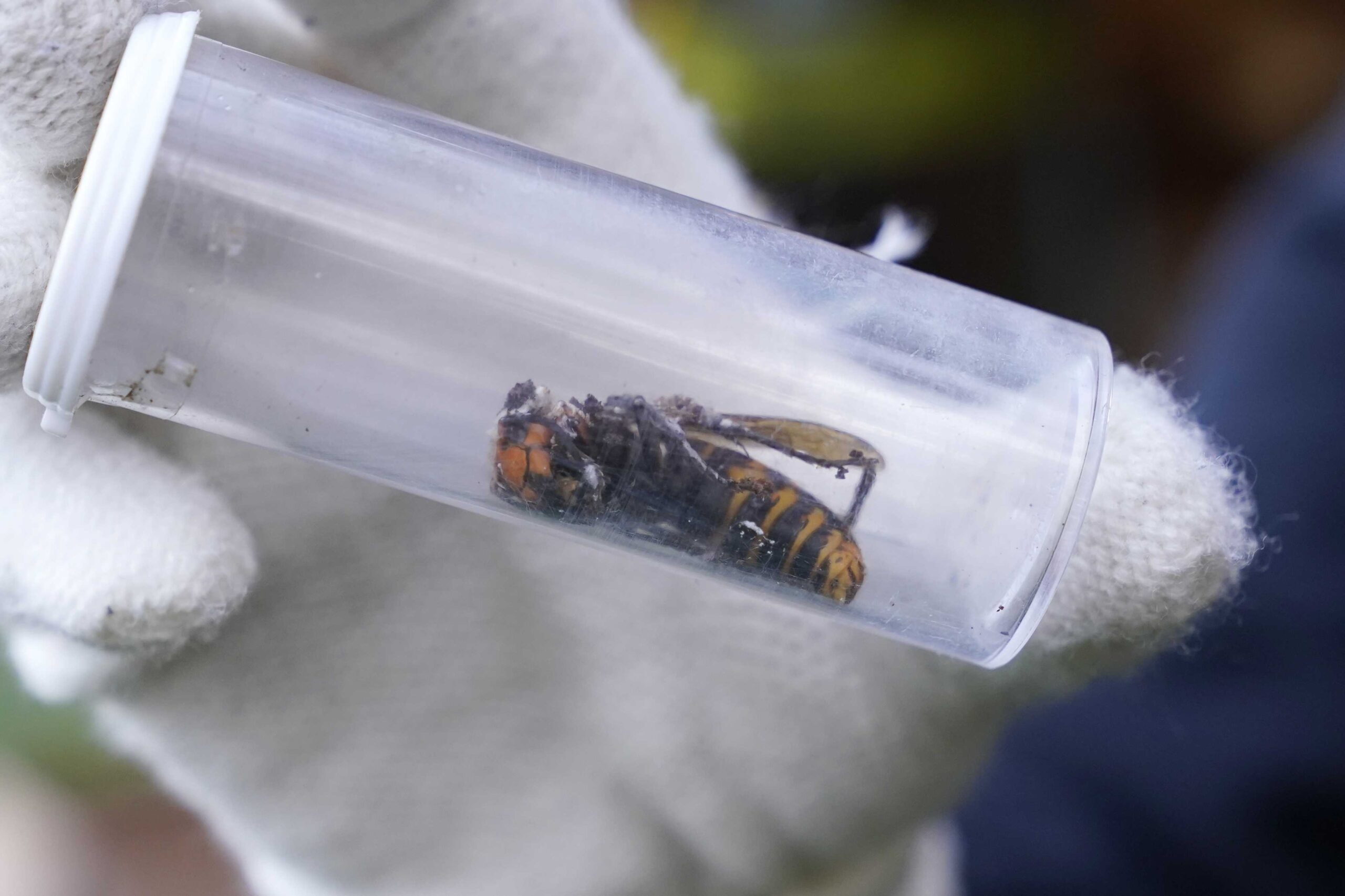 Invasive 'murder hornets' are wiped out in the US, officials say