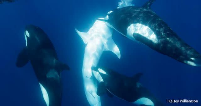 Killer Whales Are Hunting Whale Sharks — the Largest Fish in the World, New Photos and Study Show