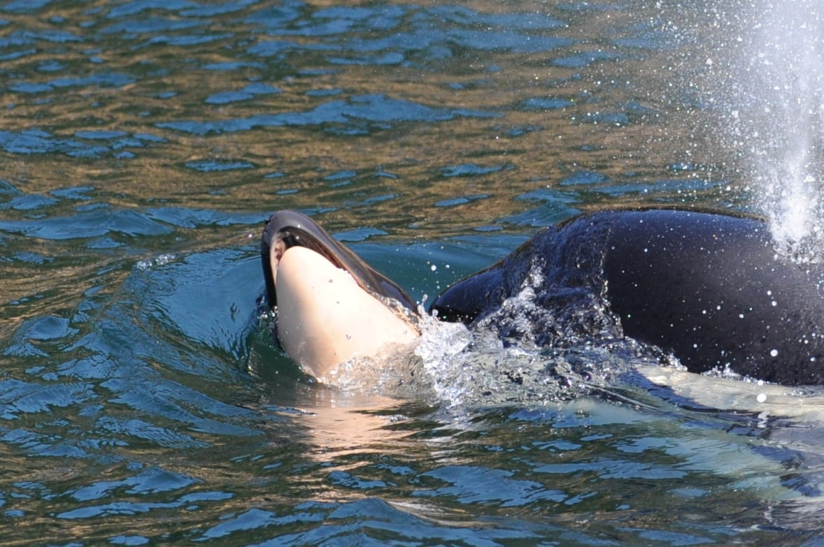 Newborn orca calf spotted, raising a little hope for endangered southern resident killer whales