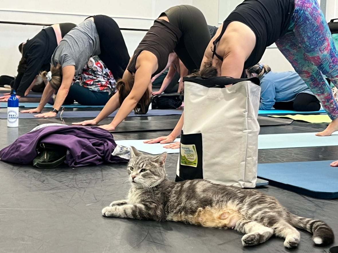 Litter of kittens searching for purr-manent homes steal the spotlight at Winnipeg yoga class