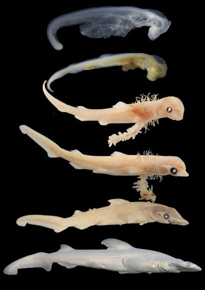 Rare access to hammerhead shark embryos reveals secrets of its unique head development