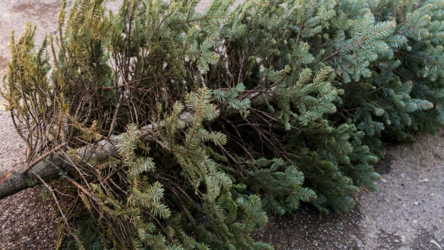 Where you can recycle your Christmas tree