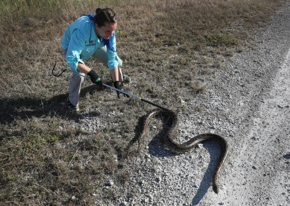 Hurricanes Helene, Milton may have spread dangerous invasive species across Southeast