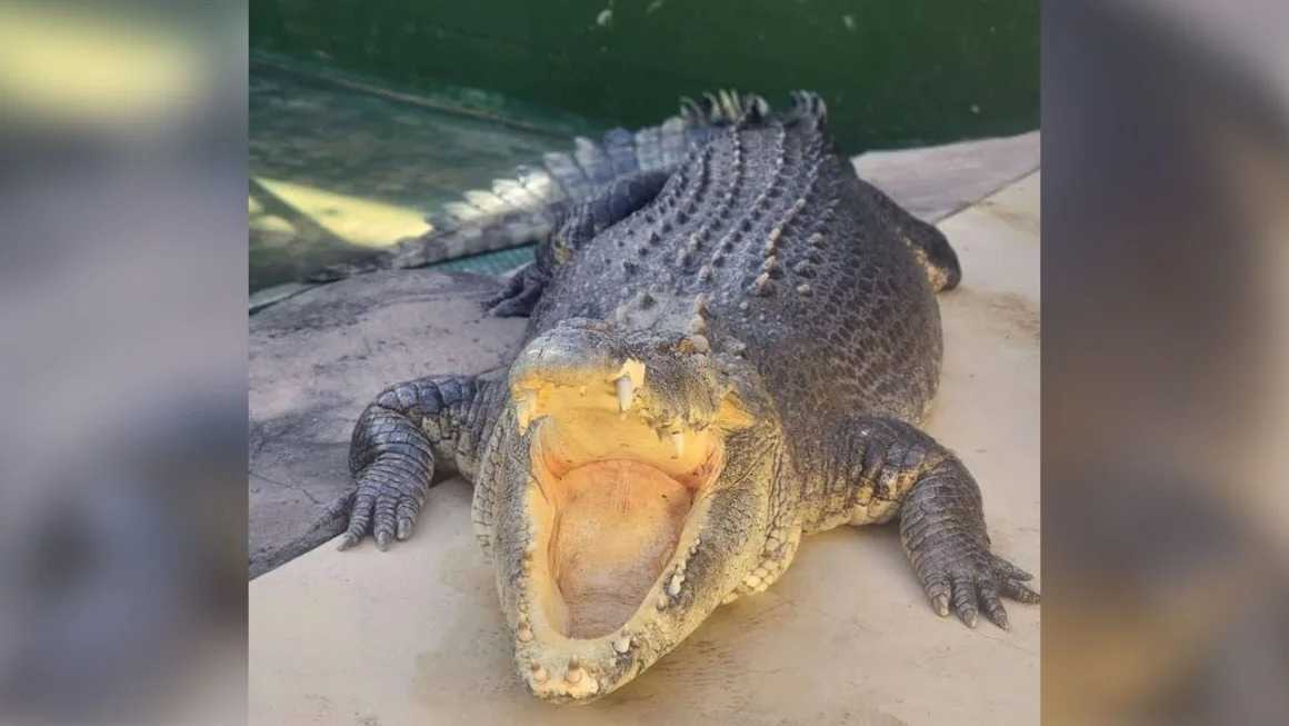 Burt, the huge Australian crocodile who had a cameo in 'Crocodile Dundee,' dies at 90