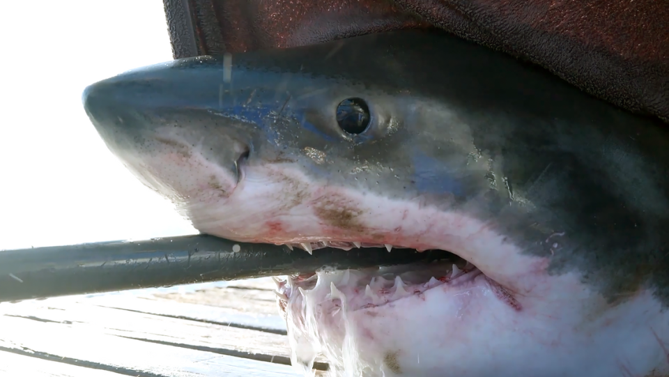 2 massive great white sharks passed through the Myrtle Beach, SC area while migrating