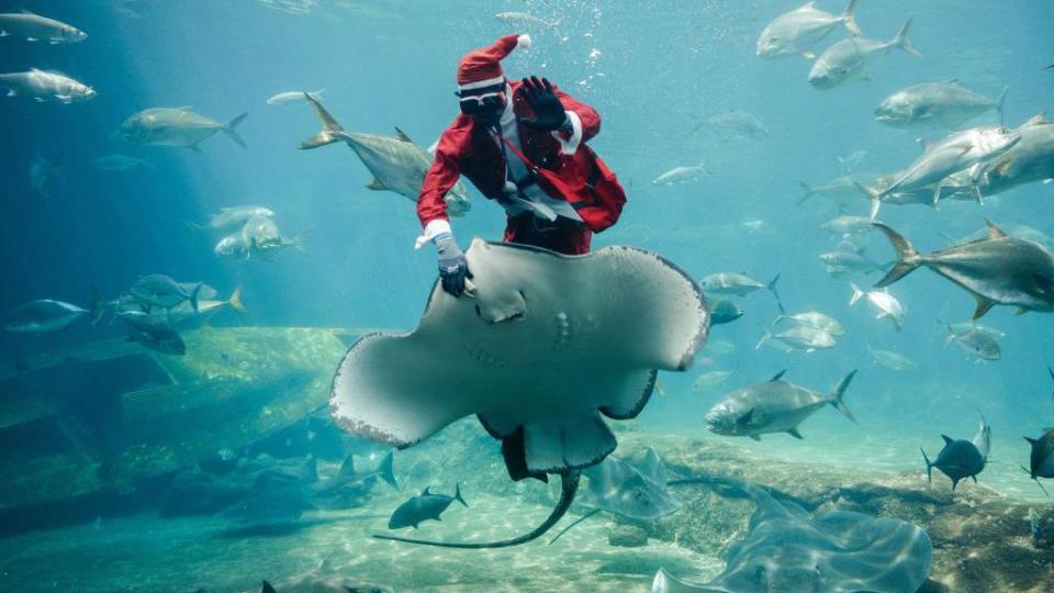 Swimming santa and dazzling dancers: Africa's top shots