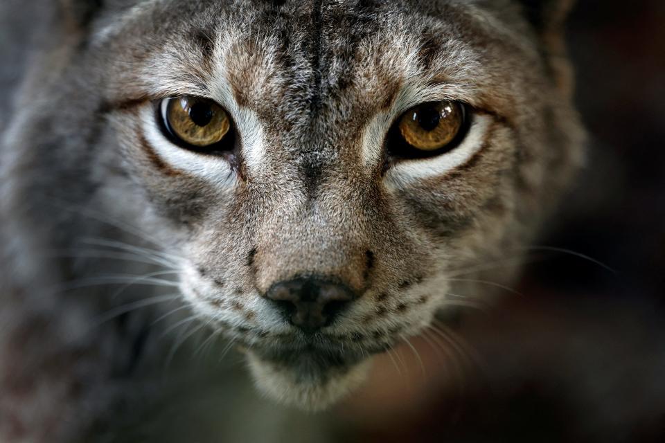 Bird flu roars through sanctuary in Washington, kills 20 wild cats