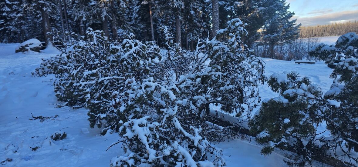 International student killed by falling tree near Kelowna, B.C.