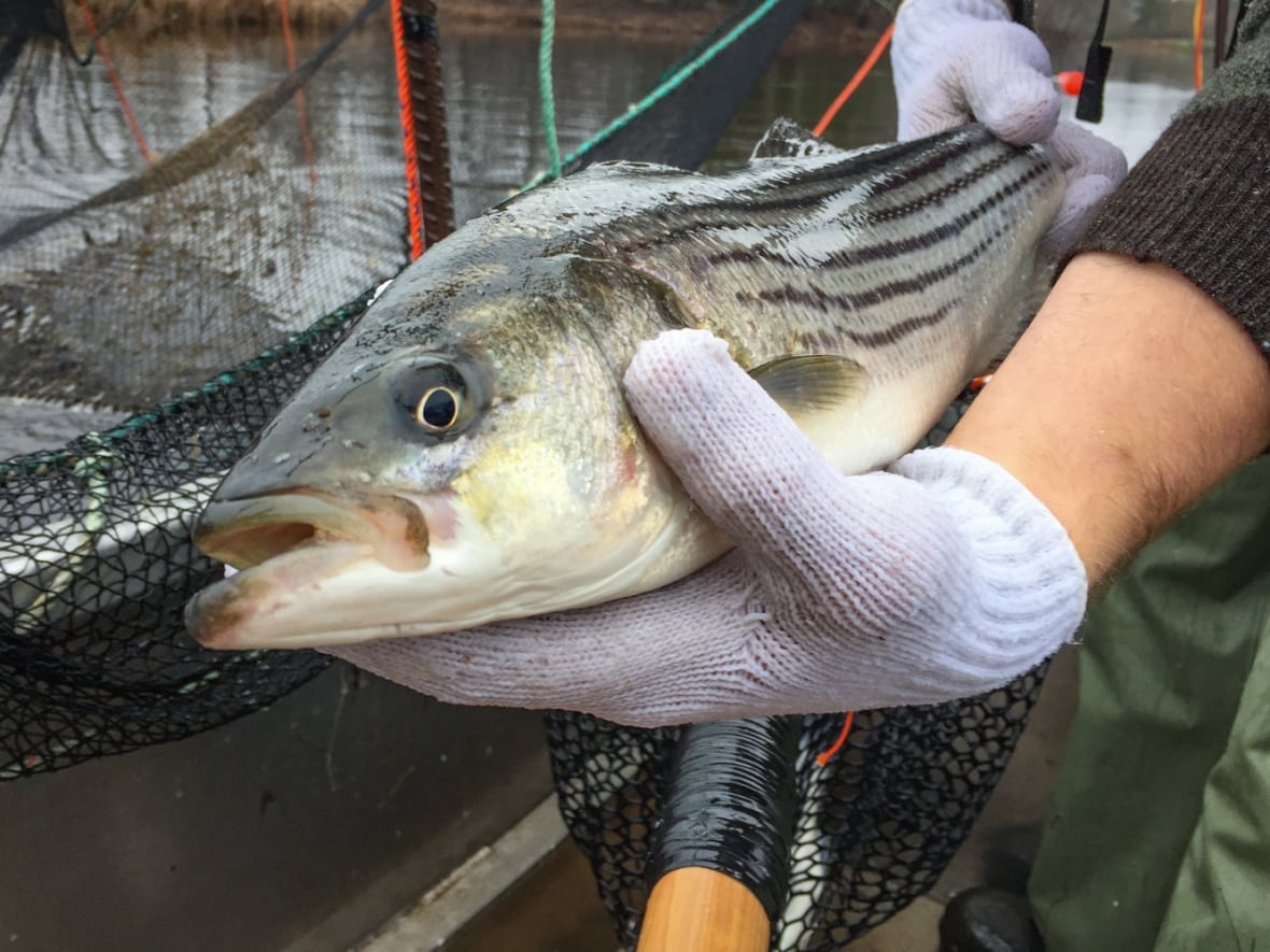 A tale of two fisheries — DFO seeking info in survey about salmon and striped bass