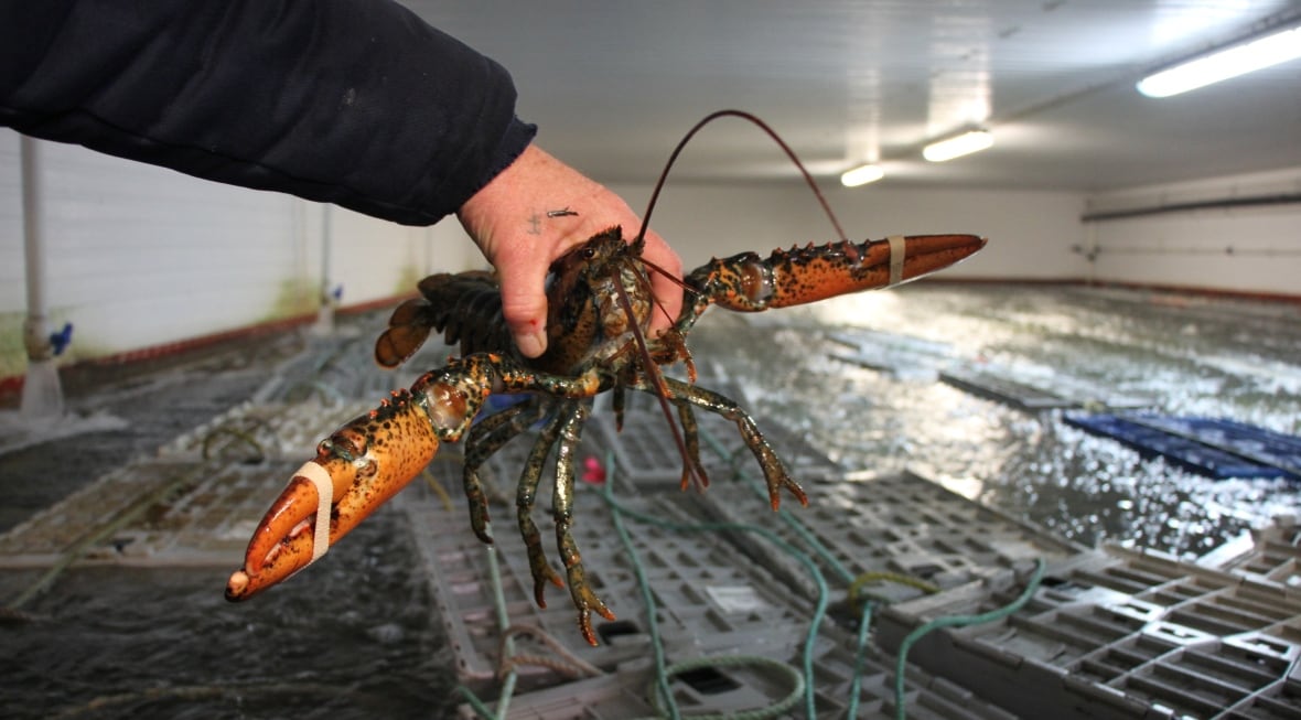 Disabled lobster licence holder wins again against DFO in court