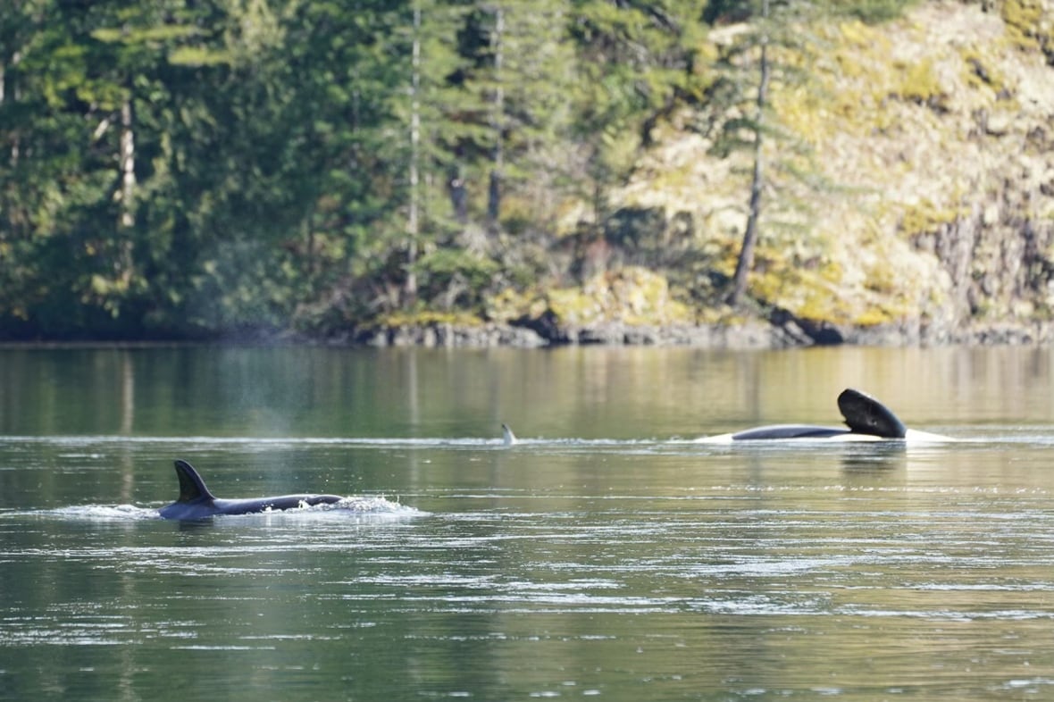 Orca calf swims out of lagoon after being trapped for a month