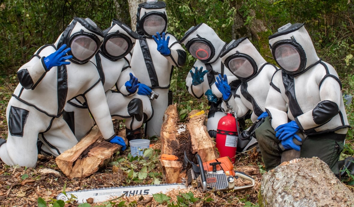 Province says B.C. murder hornet-free after U.S. announces eradication of invasive pest