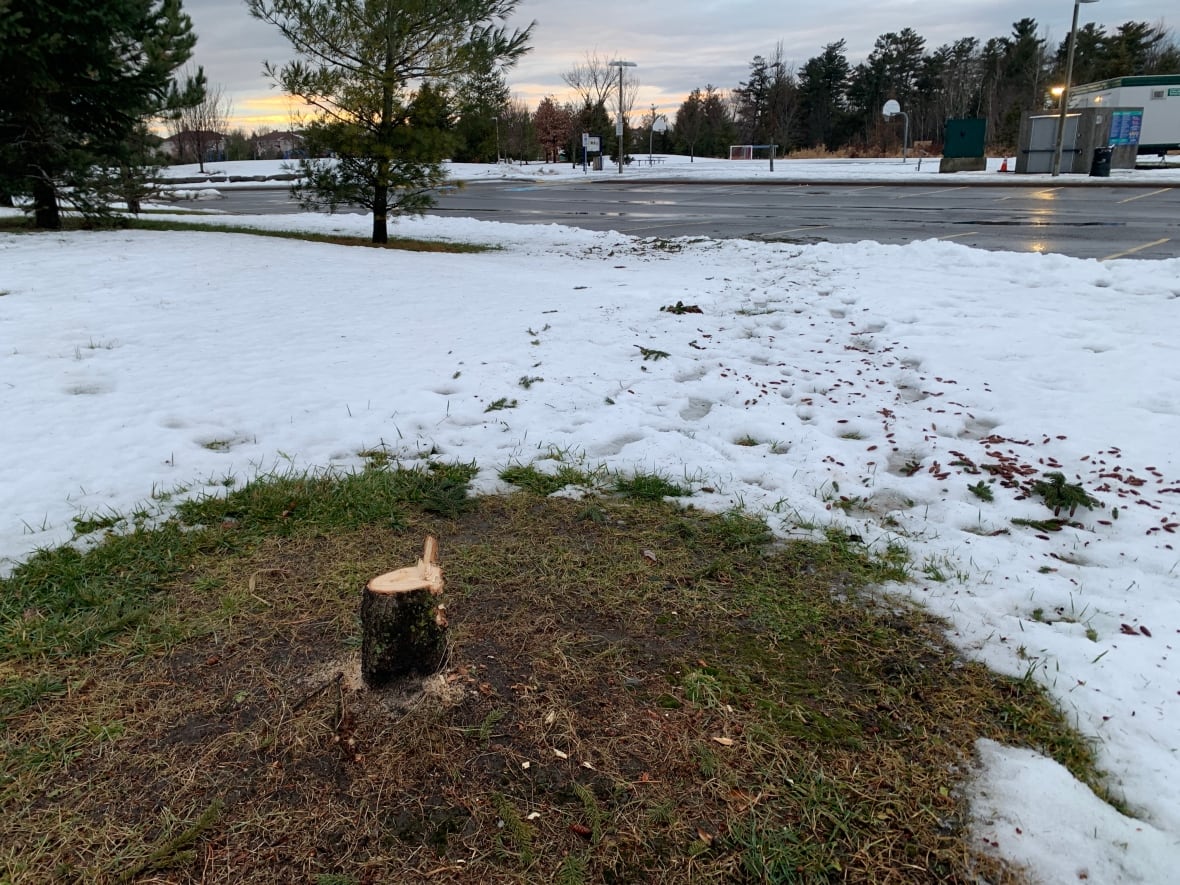 Brazen theft of park's evergreen tree disappoints people nearby