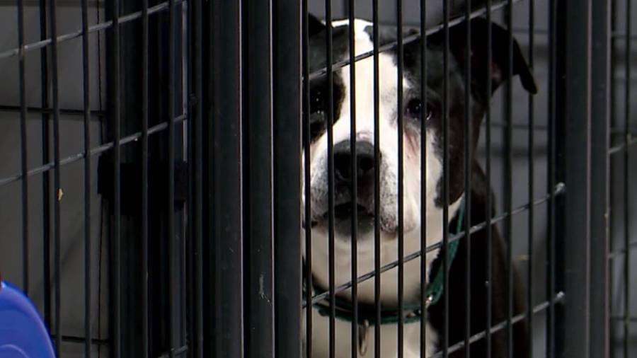 If you're cold, they're cold: Animal shelters concerned about impending winter weather