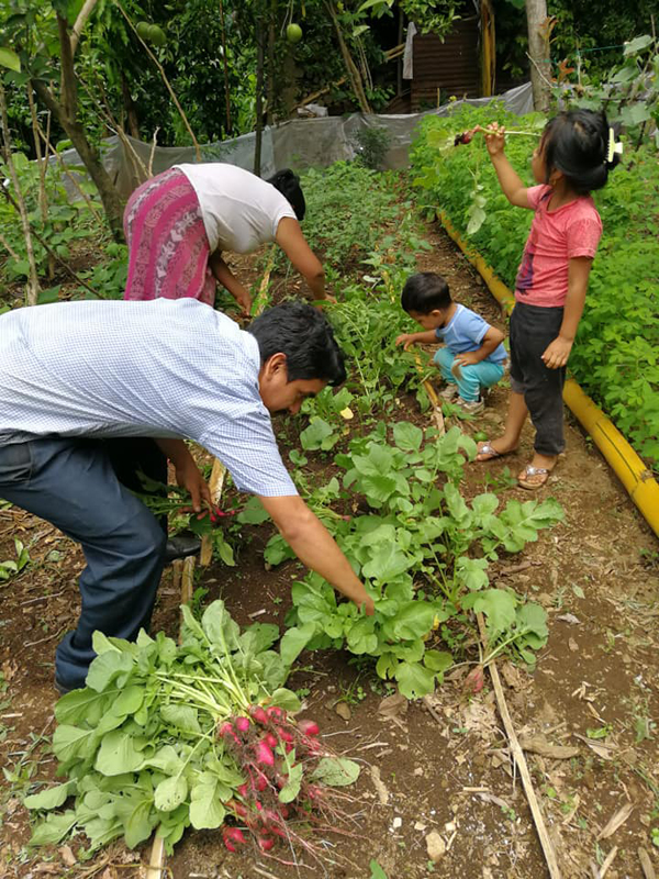 Seeds for a Future Is A Catalyst For Change And Provides A Sustainable Solution to Food Insecurity And Malnutrition In Guatemala