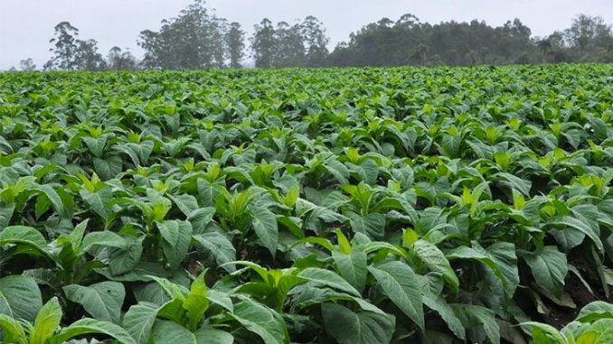 Tobacco farmers optimistic about 300 million kg target – The Zimbabwe Mail