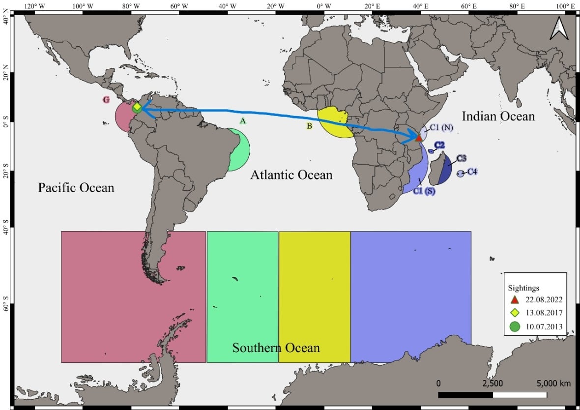 This whale made an epic trek across 3 oceans — possibly for the ladies