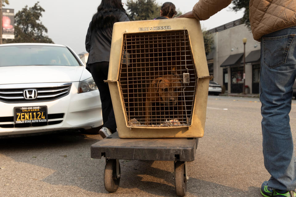 Los Angeles pets evacuated into shelters amid wildfires