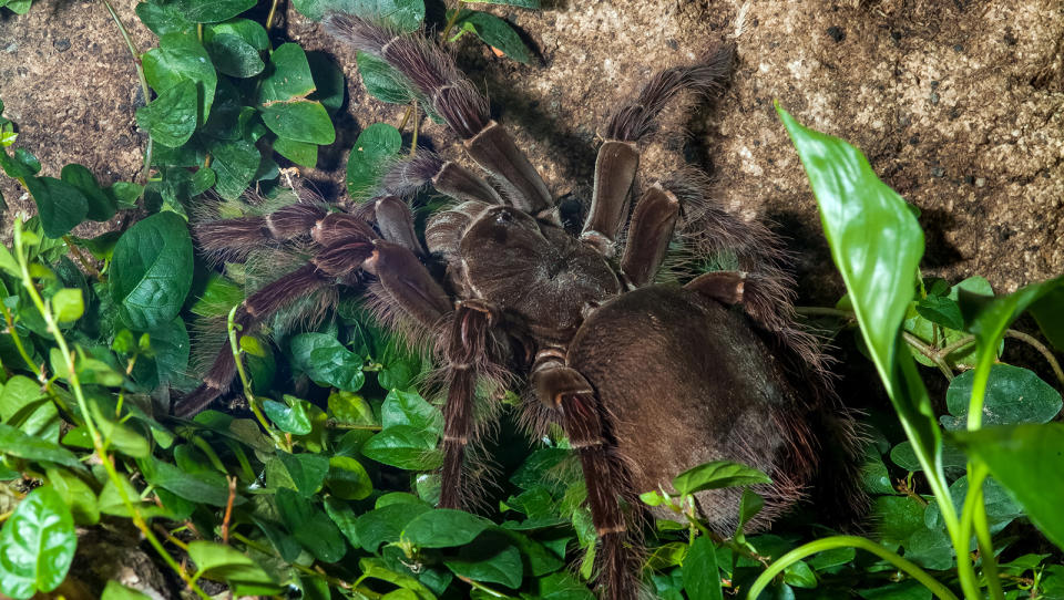 The Biggest Spider in the World (by Weight and by Leg Span)