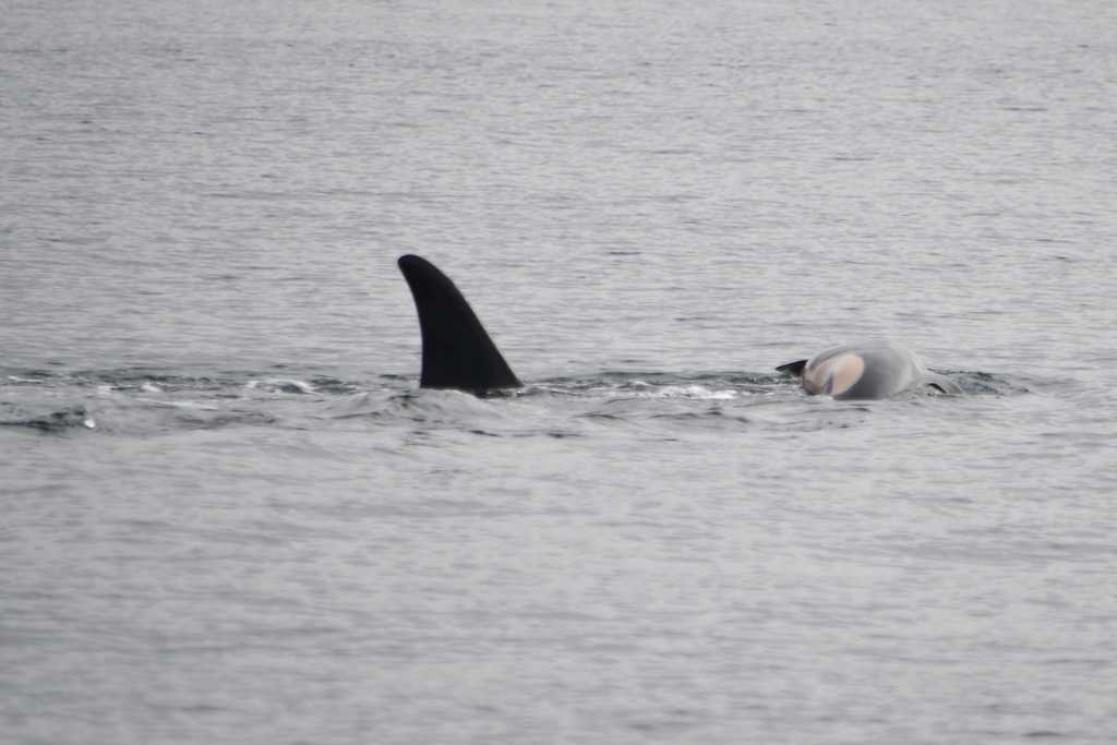 An orca that carried her dead calf for weeks in 2018 is doing so once again