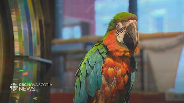 Merlin the macaw spreading his wings at new home in Ontario