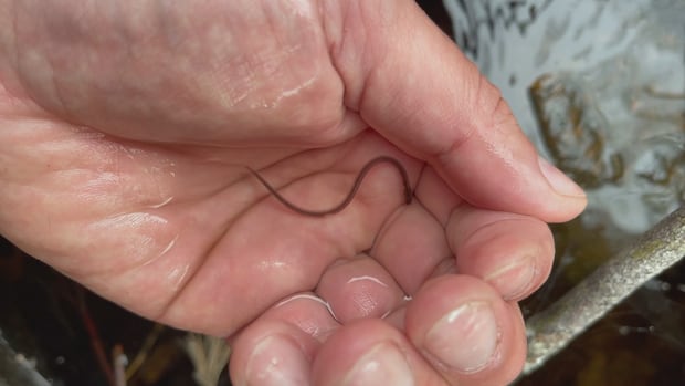 Ottawa delays meetings for unpopular plan to redistribute baby eel quotas