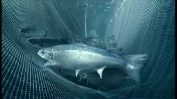 Cooke Aquaculture USA is sued over salmon-farming practices in Maine