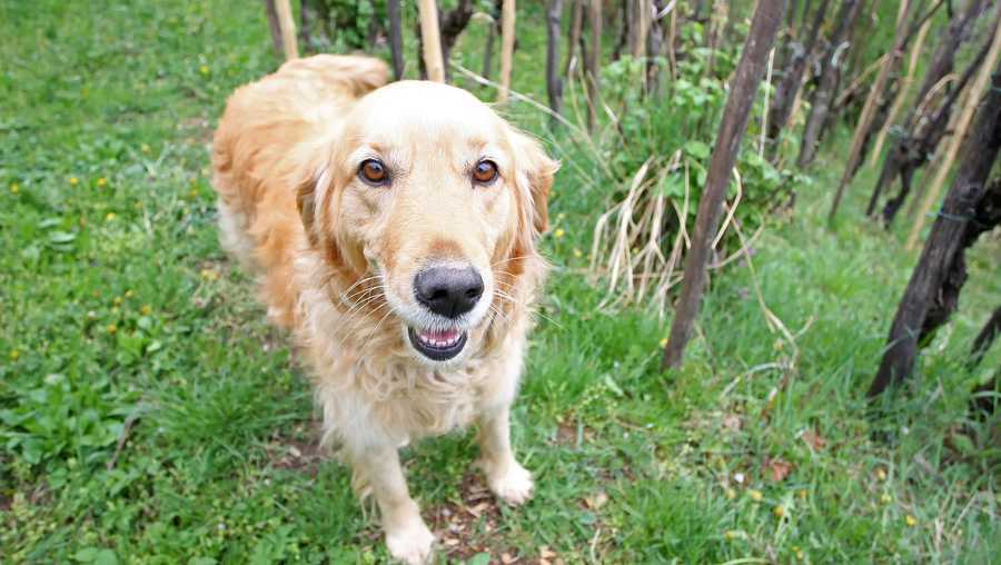 Dogs sniff out spotted lanternflies in vineyards