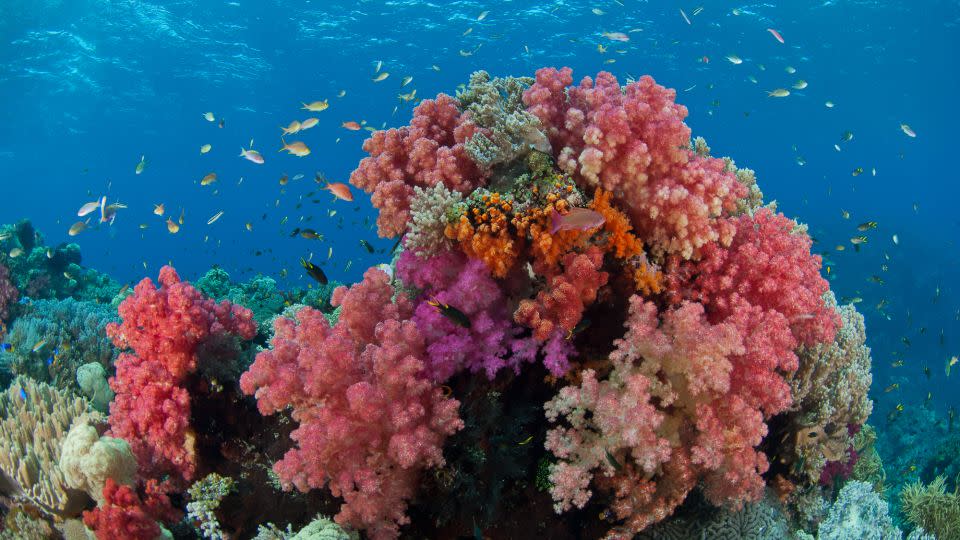 these photos tell extraordinary ocean stories