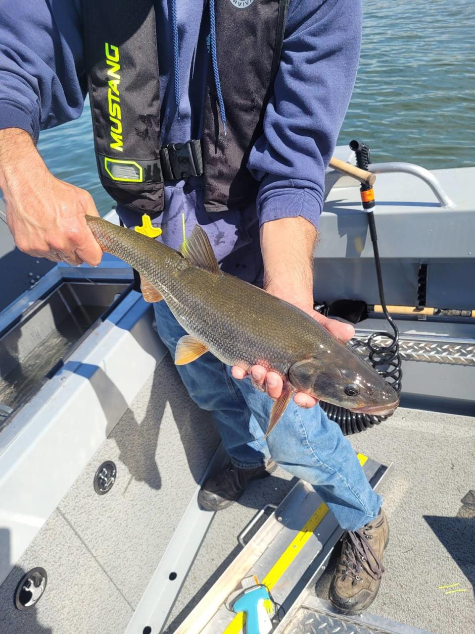 Angler paid record $164,000+ for fishing the Columbia and Snake rivers in 2024